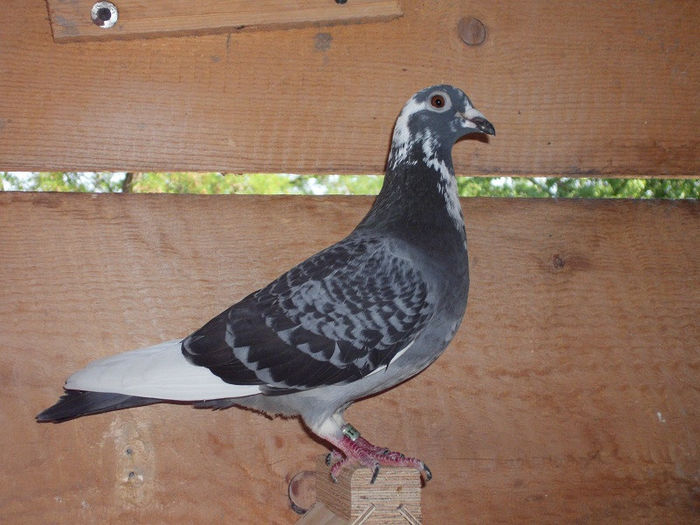 C7 F Ciobanu Bogdan Incesta Pagul & Perla