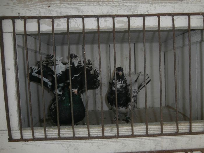 P3170018 - G- Roller de Cluj Vanduti