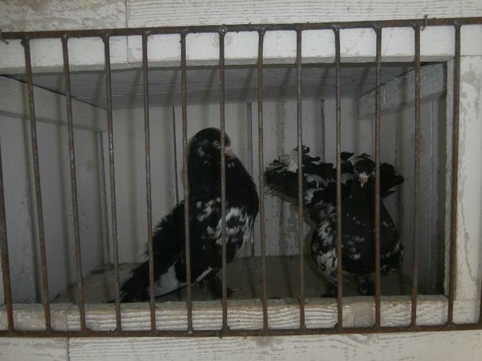 P3170021 - G- Roller de Cluj Vanduti