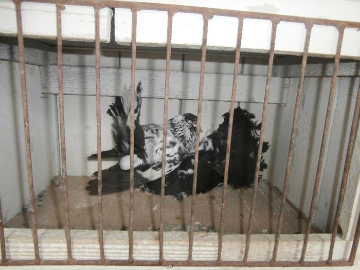 P3170023 - G- Roller de Cluj Vanduti