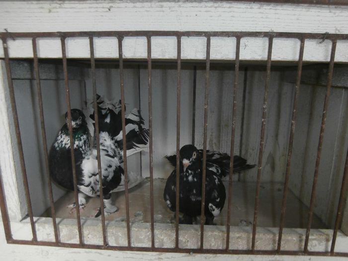 P3170025 - G- Roller de Cluj Vanduti