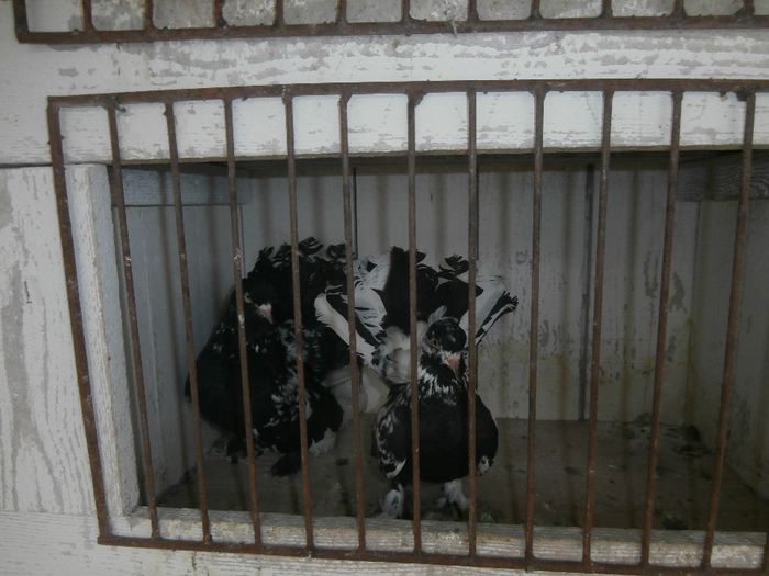 P3170027 - G- Roller de Cluj Vanduti