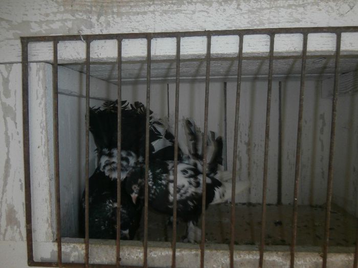 P3170028 - G- Roller de Cluj Vanduti