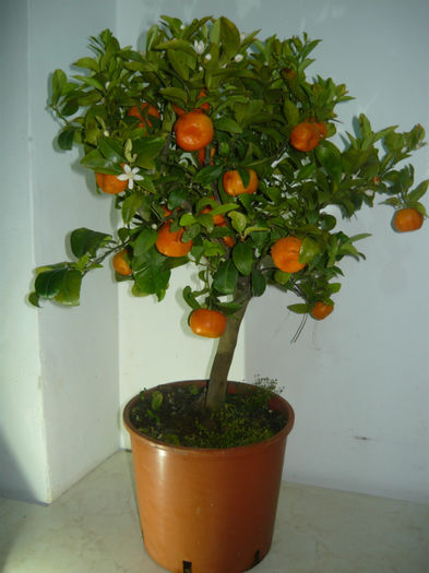 clementin 150 lei