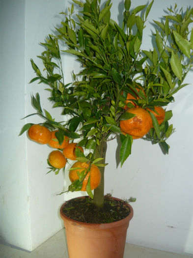 mandarin dulce 150 lei - Citrice de vanzare