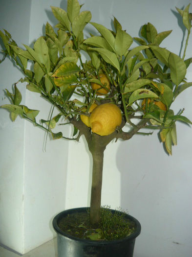 meyer lemon