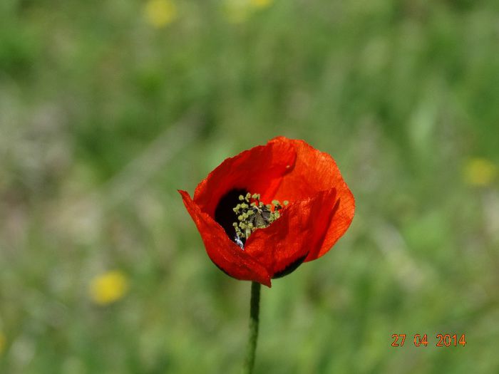 DSC02780 - Plante in natura 2014