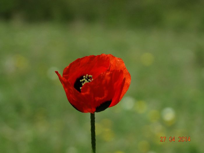 DSC02778 - Plante in natura 2014