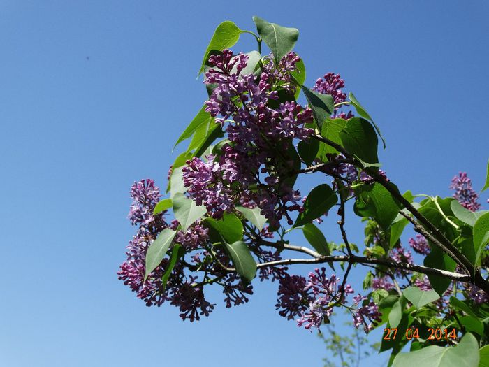 DSC02758 - Plante in gradina 2014