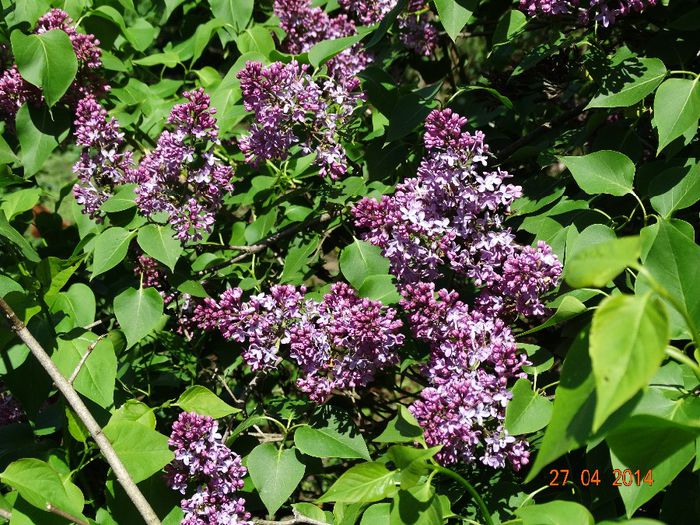 DSC02756 - Plante in gradina 2014