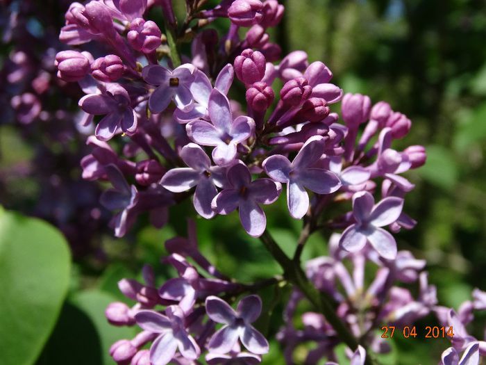 DSC02759 - Plante in gradina 2014