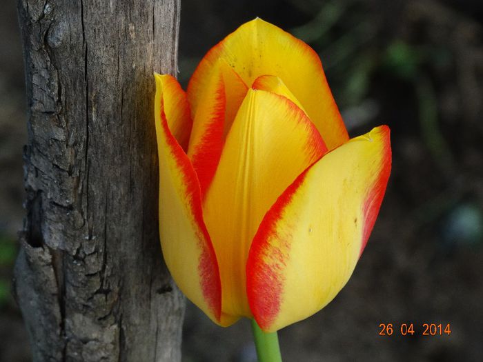 DSC02702 - Plante in gradina 2014
