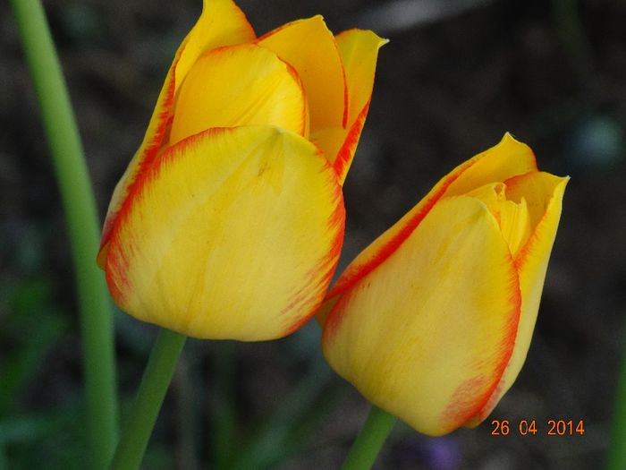 DSC02700 - Plante in gradina 2014