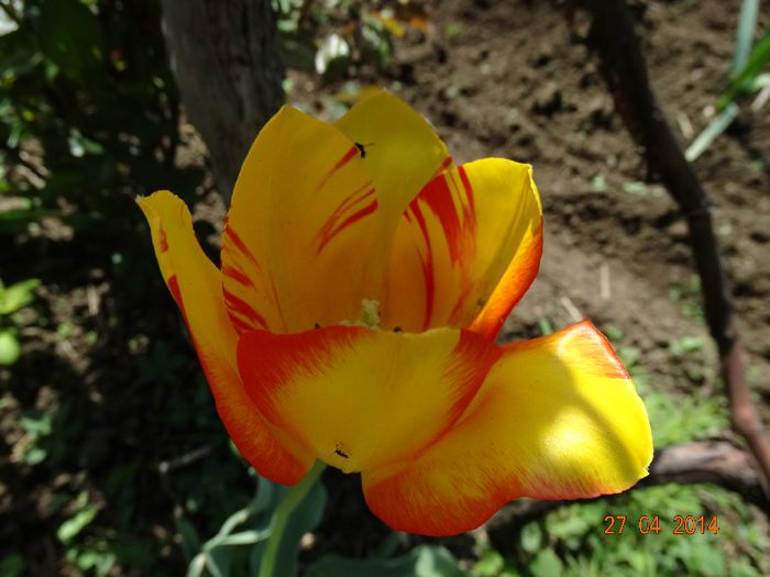 DSC02739 - Plante in gradina 2014