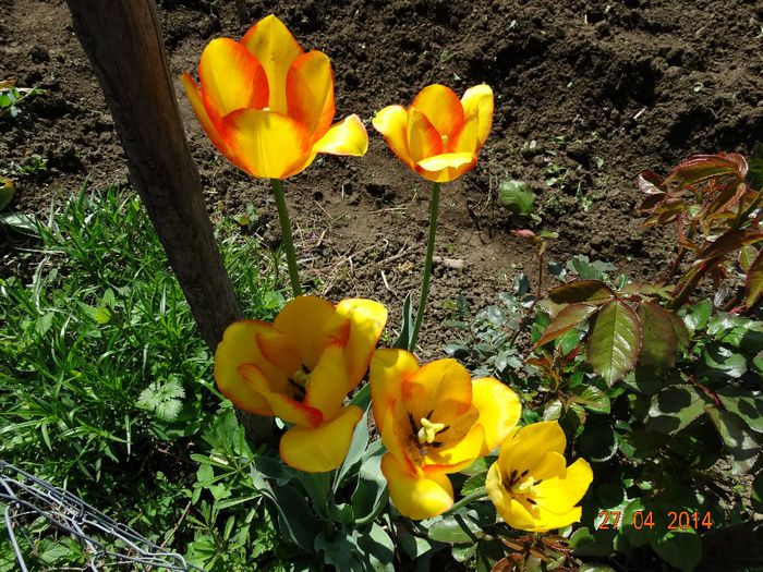 DSC02736 - Plante in gradina 2014