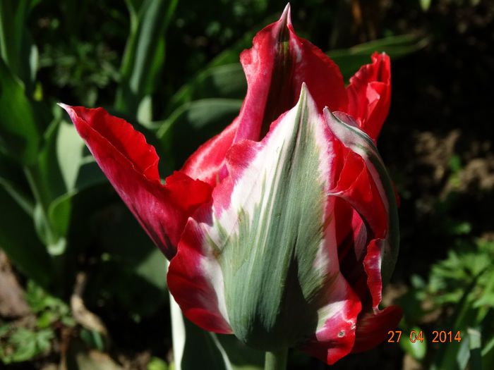 DSC02732 - Plante in gradina 2014