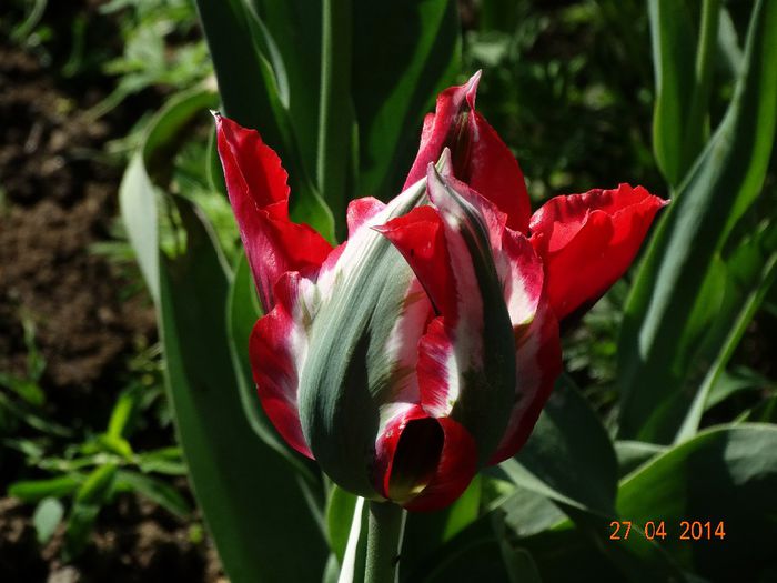 DSC02706 - Plante in gradina 2014