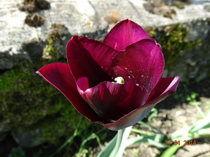 DSC02714 - Plante in gradina 2014