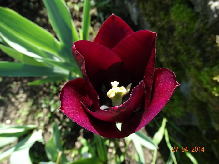 DSC02713 - Plante in gradina 2014
