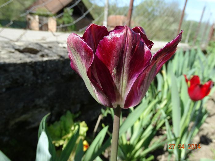 DSC02715 - Plante in gradina 2014
