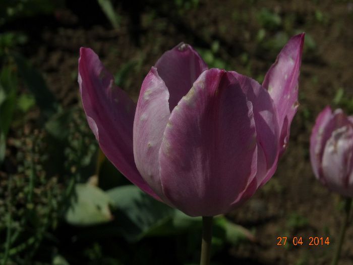 DSC02723 - Plante in gradina 2014