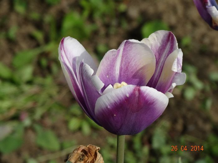 DSC02671 - Plante in gradina 2014