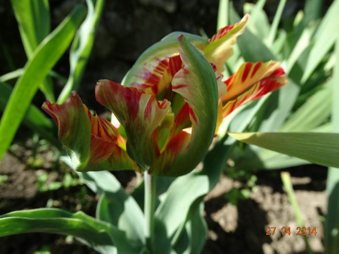 DSC02716 - Plante in gradina 2014