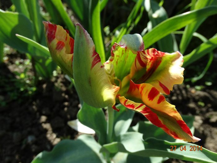 DSC02717 - Plante in gradina 2014