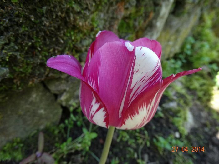 DSC02718 - Plante in gradina 2014