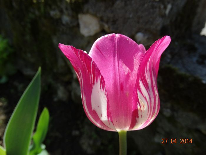 DSC02719 - Plante in gradina 2014