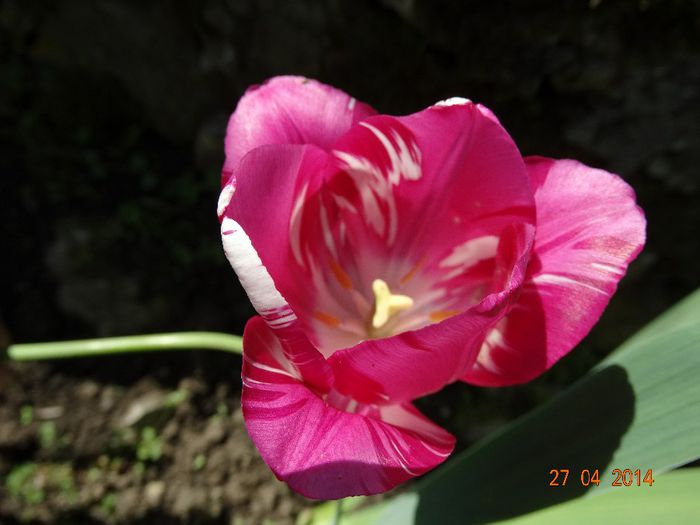 DSC02720 - Plante in gradina 2014