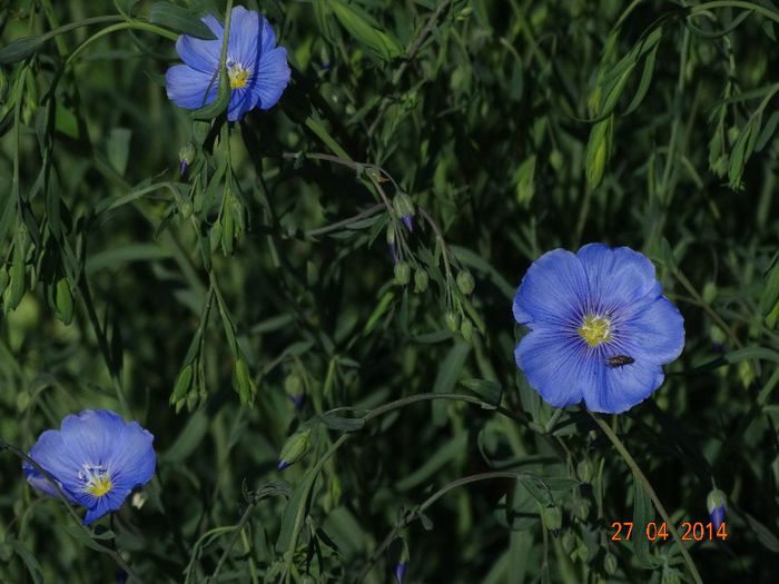 DSC02722 - Plante in gradina 2014