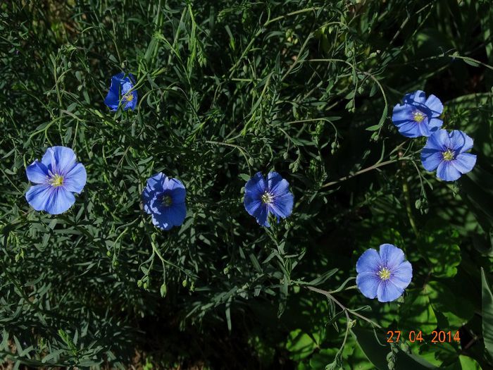 DSC02724 - Plante in gradina 2014