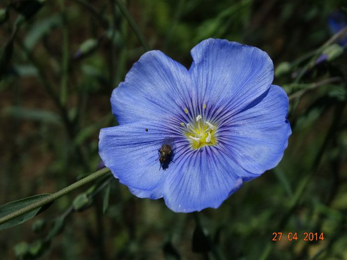 DSC02726 - Plante in gradina 2014