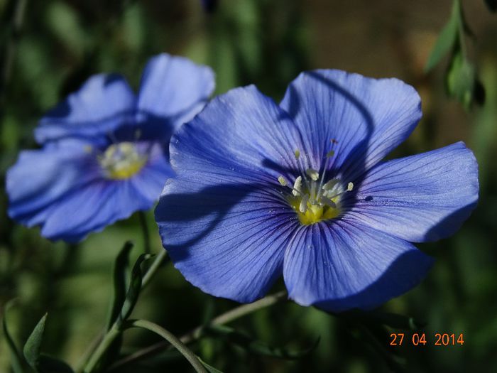 DSC02727 - Plante in gradina 2014
