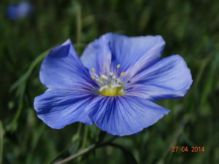 DSC02729 - Plante in gradina 2014