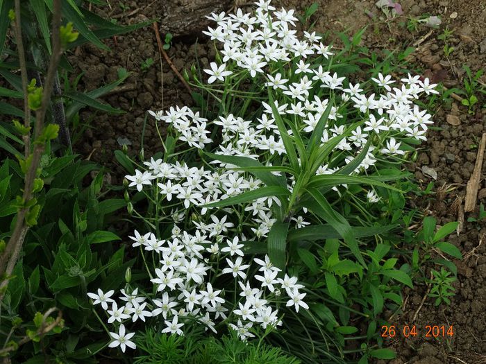DSC02663 - Plante in gradina 2014