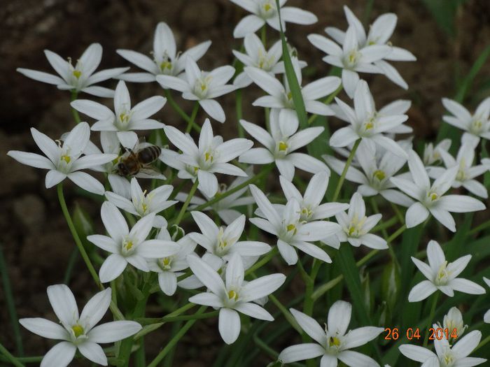DSC02659 - Plante in gradina 2014