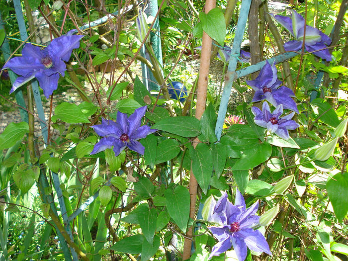DSC07615 - Clematis 2014