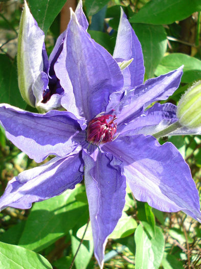 DSC07633 - Clematis 2014
