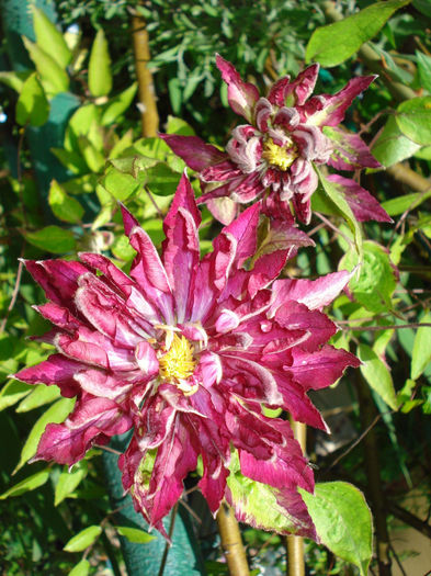 Kaen - Clematis 2014