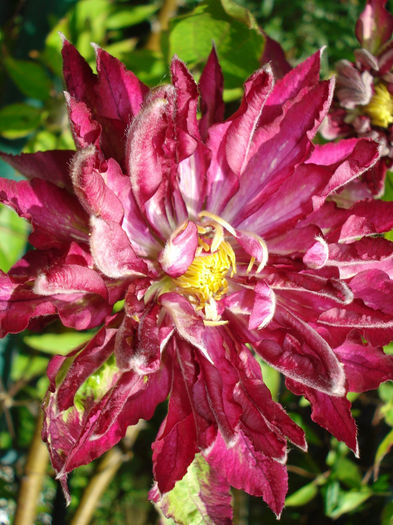 DSC07663 - Clematis 2014