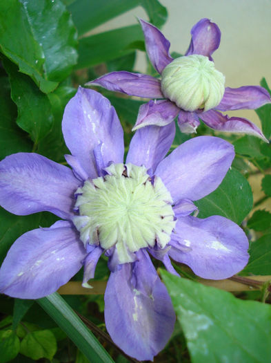 Diamantina - Clematis 2014
