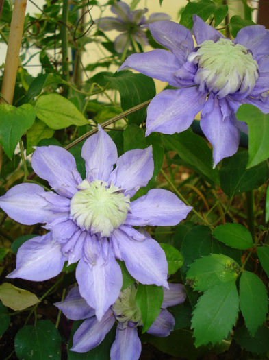 DSC07637 - Clematis 2014