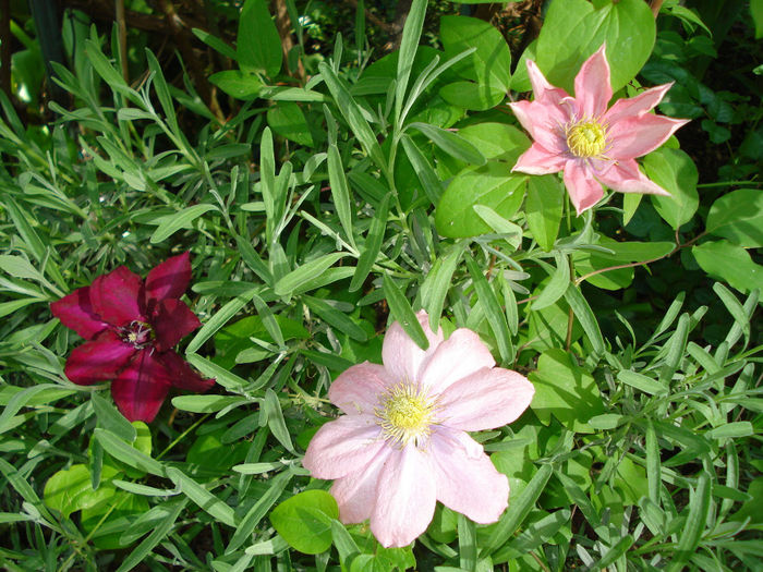 DSC07642 - Clematis 2014