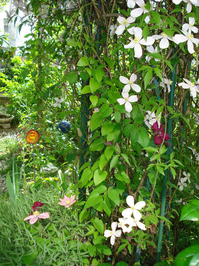 DSC07645 - Clematis 2014