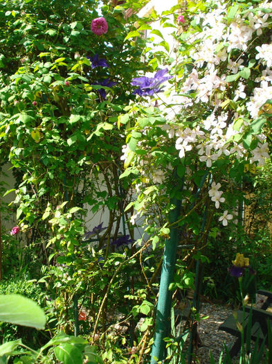 DSC07651 - Clematis 2014