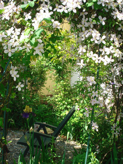 DSC07652 - Clematis 2014