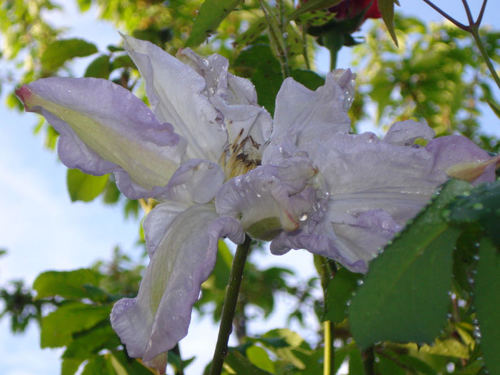 Veronica s Choice - Clematis 2014