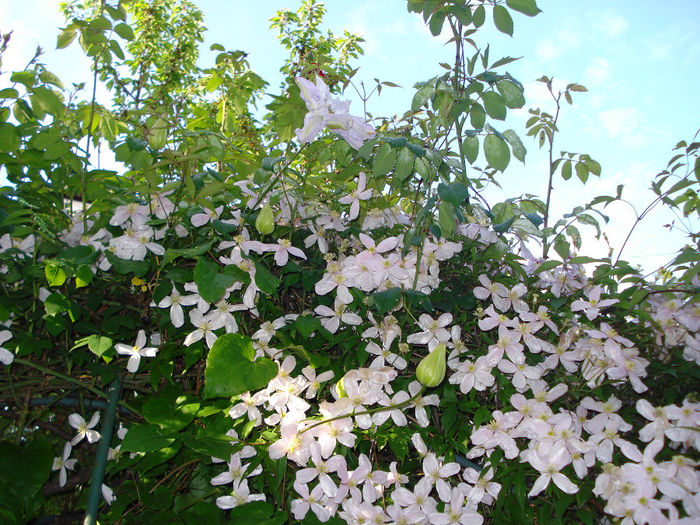 DSC07706 - Clematis 2014